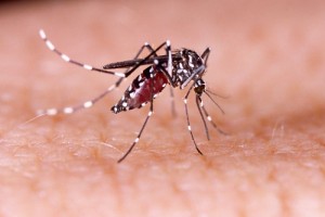 Mortes por dengue aumentam 5 vezes em relação a 2018